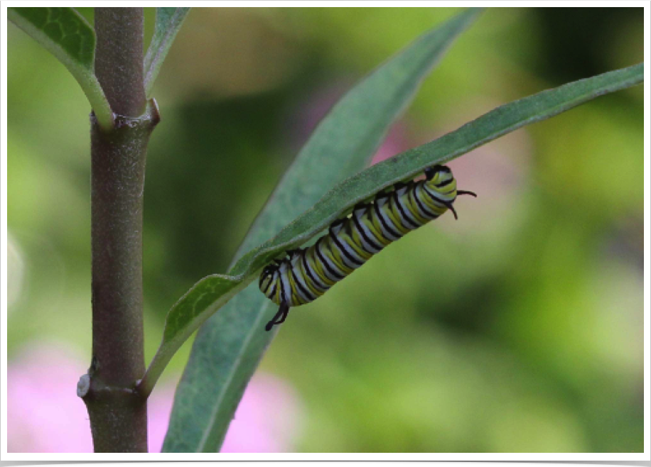 Monarch on Milkweed
Bibb County, Alabama Monarch on Milkweed
Bibb County, Alabama